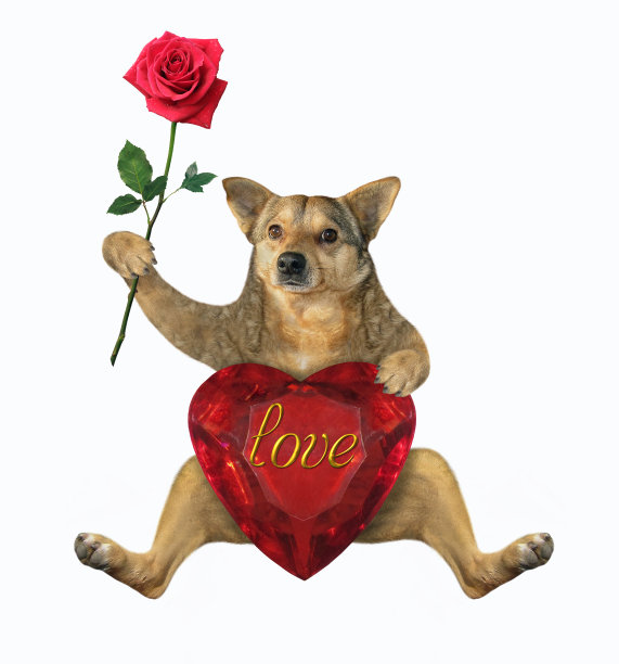 有红宝石心和玫瑰的狗图片下载