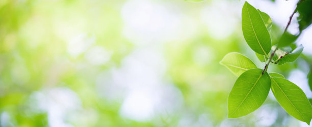 绿叶自然在模糊的绿色背景。图片下载