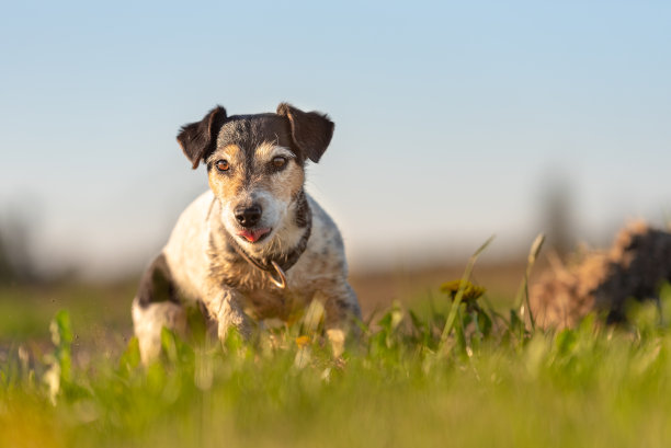 一个小可爱的杰克罗素梗狗的肖像在户外的自然对抗蓝天图片下载