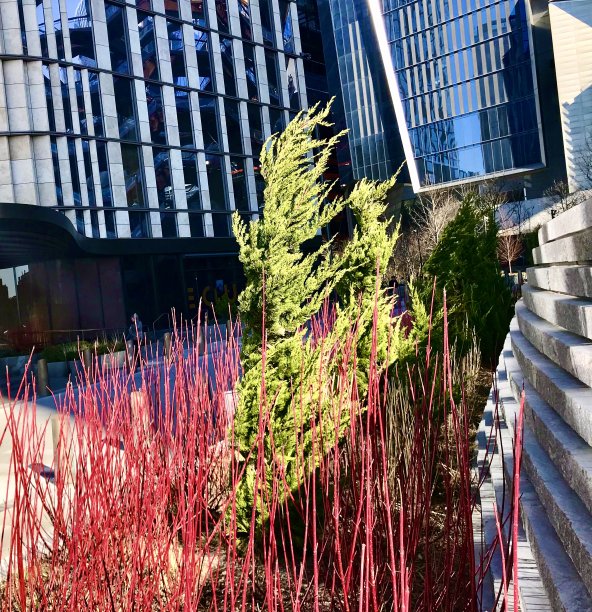 各种各样的植物对抗各种各样的公司建筑图片下载