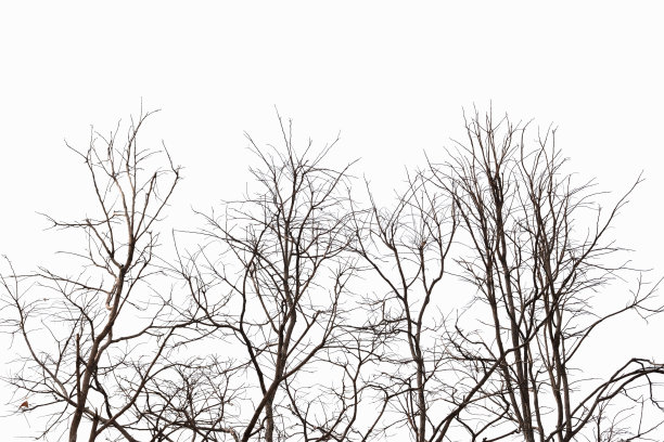 自然树背景剪影干燥的树枝在秋天图片下载