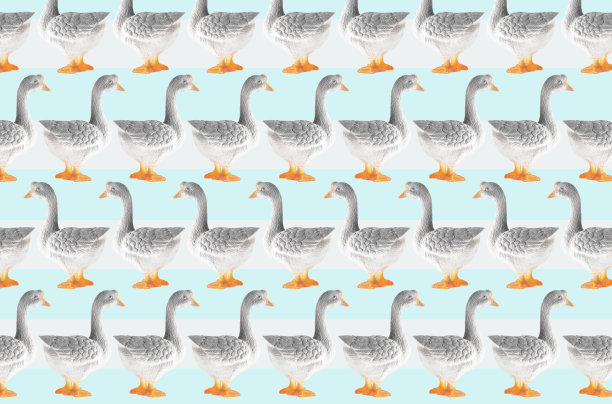 塑料鸭娃娃孤立的颜色背景图片下载