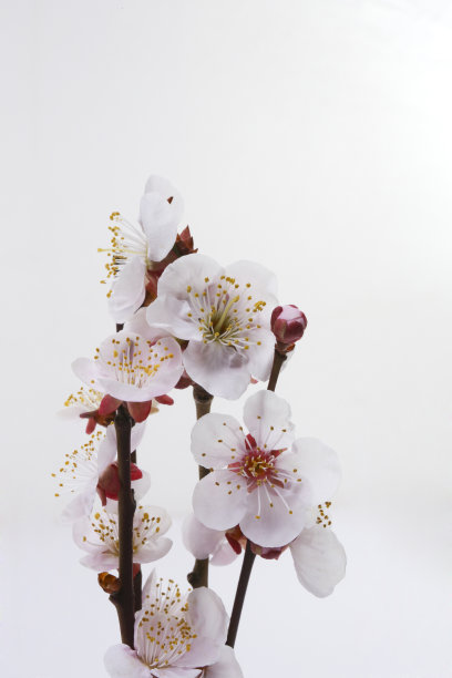 盛开的李子树，粉红色的花在细节。图片下载