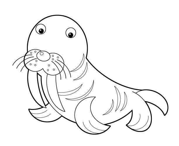 卡通素描动物海象在白色的背景图片下载