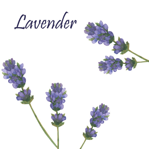 水彩手绘自然花卉组成与紫色的花，薰衣草花在绿色的茎，花束孤立在白色的背景与薰衣草文字为设计元素图片下载