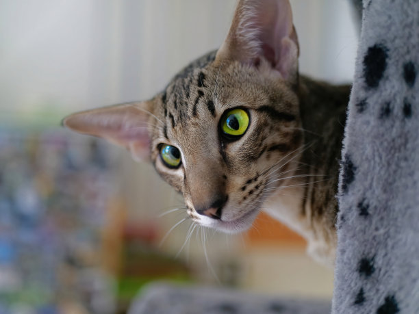 猫(Felis catus)是一种小型食肉哺乳动物。它是猫科动物科中唯一被驯化的物种，通常被称为家猫，以区别于猫科动物的野生成员。图片下载