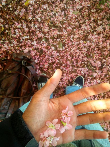 可爱的春天的特写，粉红色和白色的花朵拿在手里图片下载