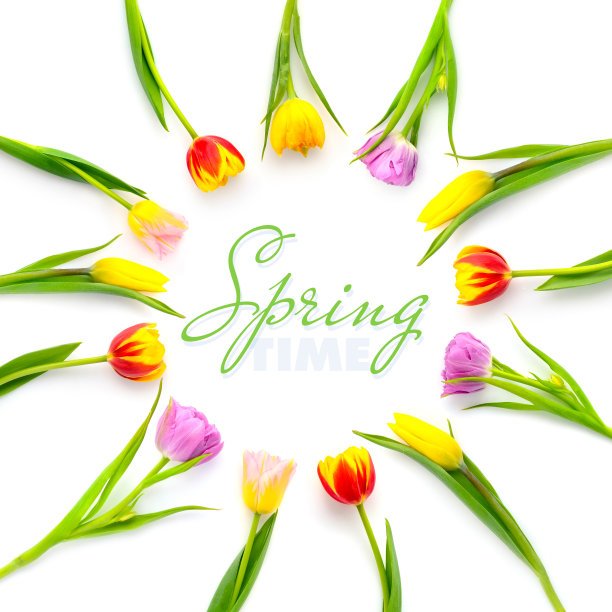 一圈彩色郁金香，白色背景，空白。俯视图图片下载