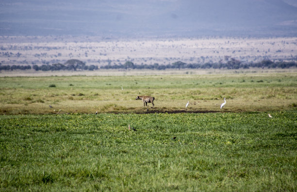 鬣狗站在远处，白鹭在四周环绕图片下载