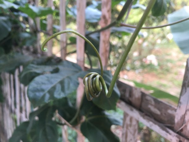 小树木的树枝图片下载