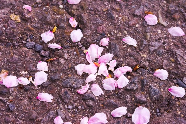 樱花的花瓣图片下载