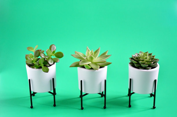 美丽的三种不同的肉质植物或仙人掌植物在白色的康乃尔盆栽在绿色的背景，猕猴桃肉质小杂色莲座，匙形叶石灰，植物装饰在家里。图片下载