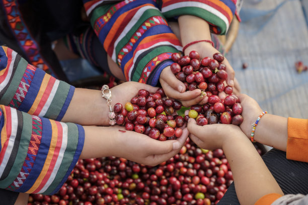 孩子们手中的阿拉比卡咖啡豆，有机咖啡种植园的采摘季图片下载
