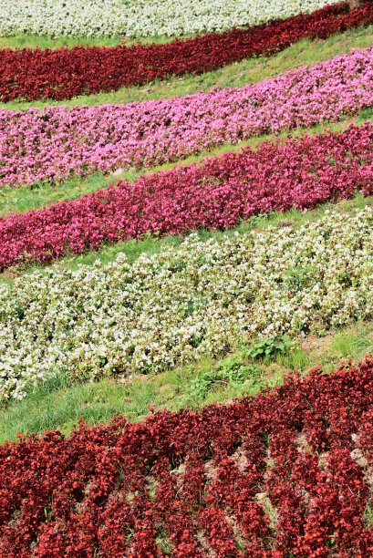 花坛上有不同的花图片下载