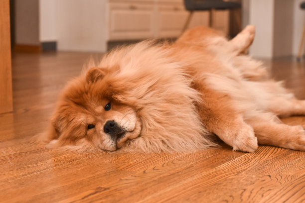 松狮狗图片下载