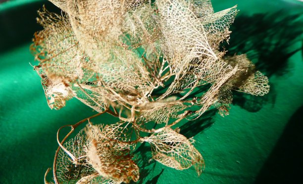 干绣球花的花瓣图片下载