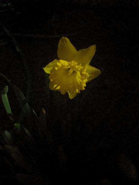 在黑暗中绽放图片下载