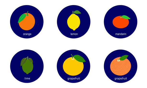一组柑橘水果矢量图标孤立在白色的背景。图片下载