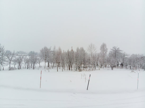 在一个寒冷多雾的日子里，可以看到一丛生长在雪地上的树木和灌木图片下载