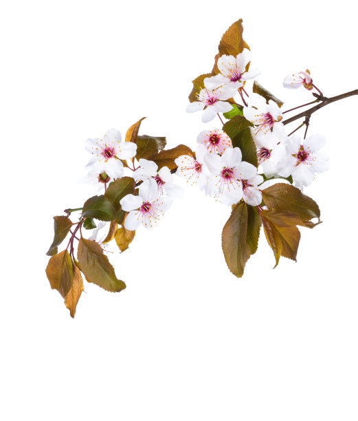 孤立在白色背景上的梅花的开花枝。图片下载
