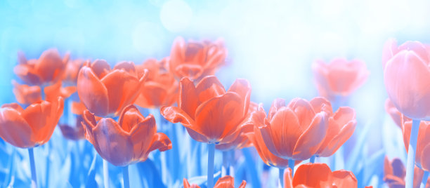 美丽的春天红色郁金香在抽象的蓝色背景，边界。选择性,柔软的焦点。图片下载