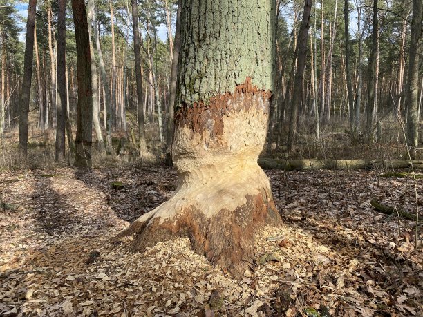 树林里的死水图片下载
