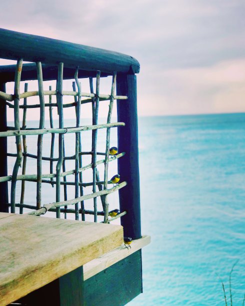 4小小鸟图片下载