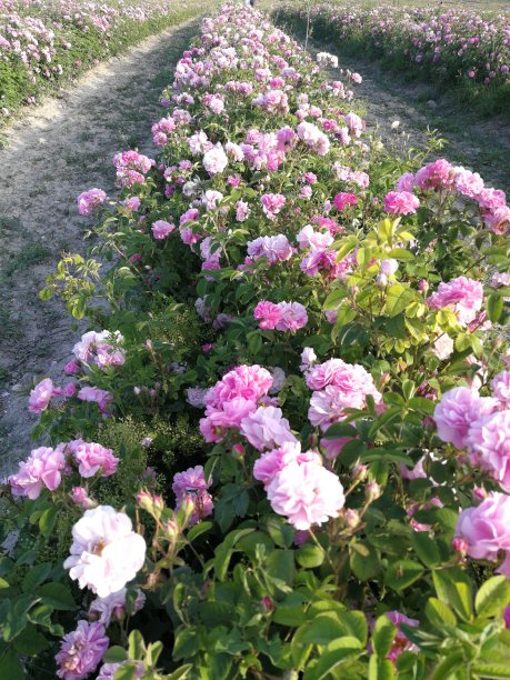 有树木和文化花卉的农用工业花园。没有人的照片里的自然图片下载