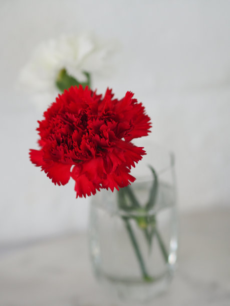 康乃馨花，鲜红白相间的层次感，绣在一杯清水摆在桌上图片下载