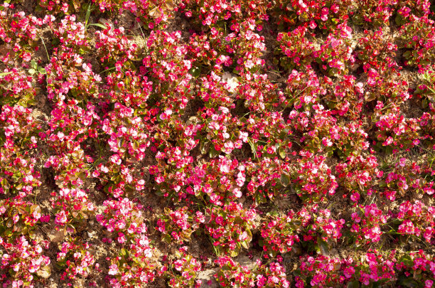 许多红色的床上秋海棠花。图片下载