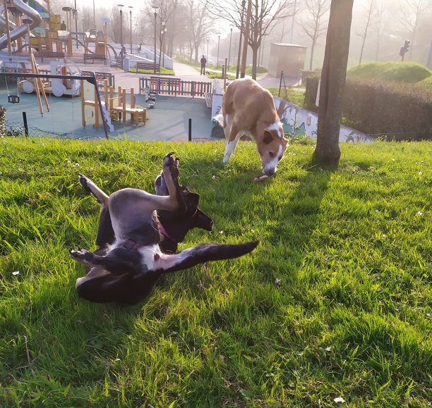 黑色的狗狗狗图片下载