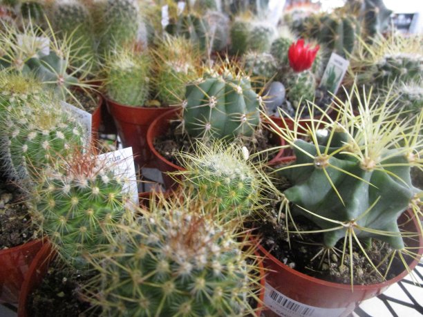 展出的仙人掌图片下载