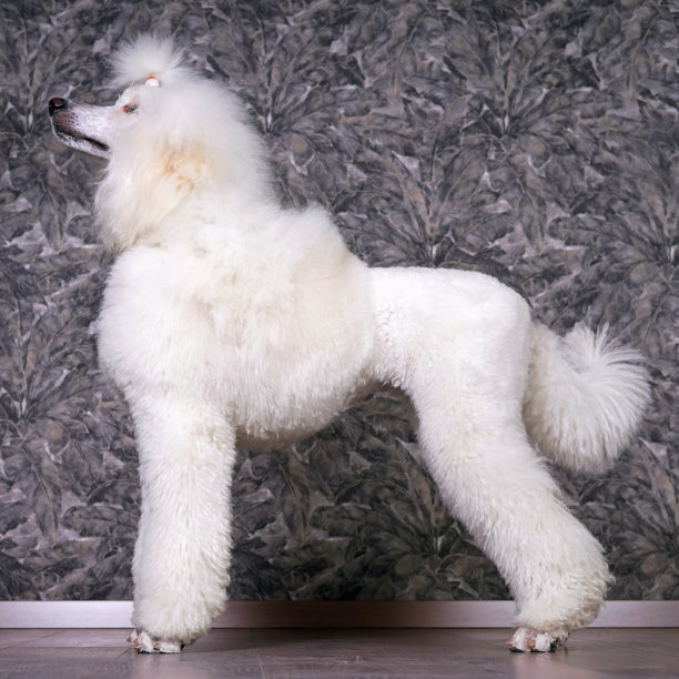 优雅的白色标准贵宾犬（斯堪的纳维亚狮子秀造型）站在室内强化木地板上图片下载