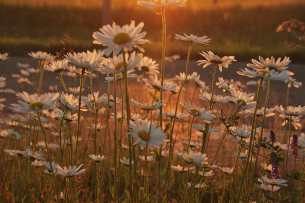 黛西的日出图片下载