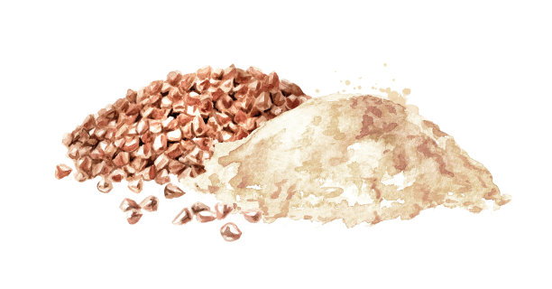 荞麦谷物和面粉。手绘水彩插图孤立的白色背景图片下载