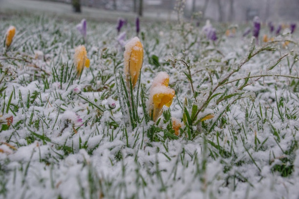 Springflowers冬天图片下载