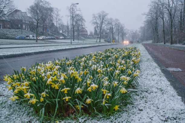 Springflowers冬天图片下载