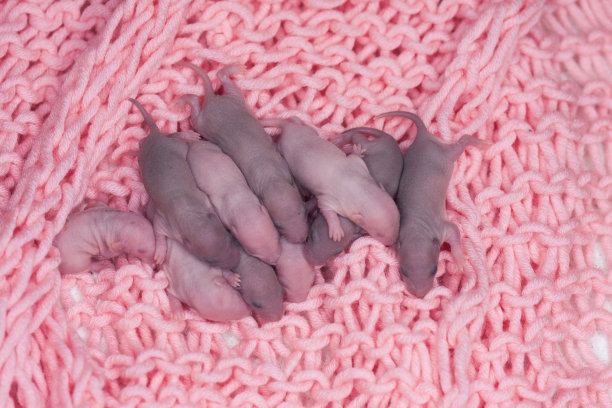 在粉红色婴儿布上的新生老鼠。2020年标志，中文图片下载