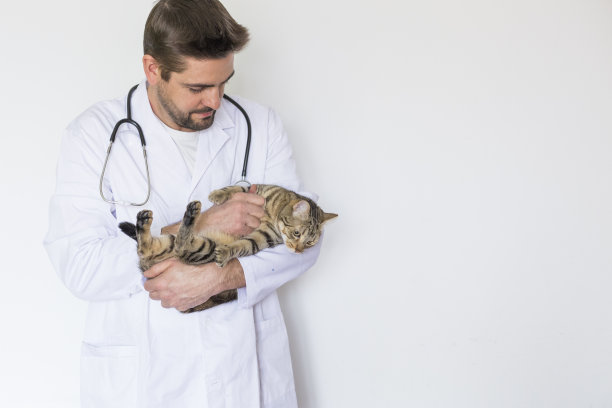 年轻的兽医男子检查一只可爱的猫使用听诊器，孤立的白色背景。在室内图片下载