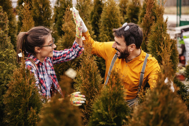 两位企业家蹲伏在常绿树木旁，互相击掌图片下载