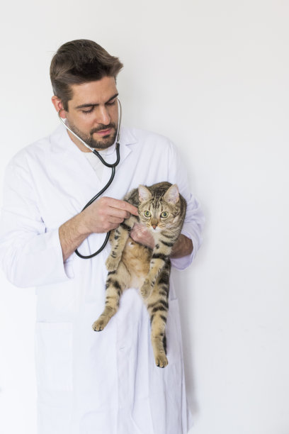 年轻的兽医男子检查一只可爱的猫使用听诊器，孤立的白色背景。在室内图片下载