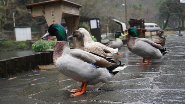 鸭子在日本图片下载