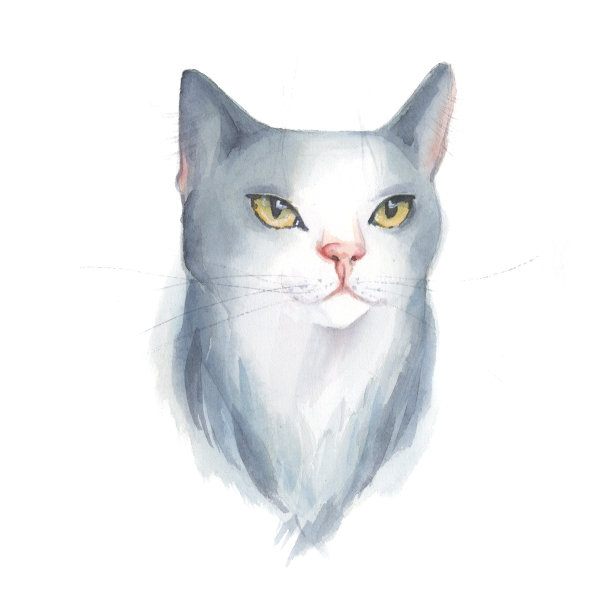 灰色的猫与黄色的眼睛插图图片下载