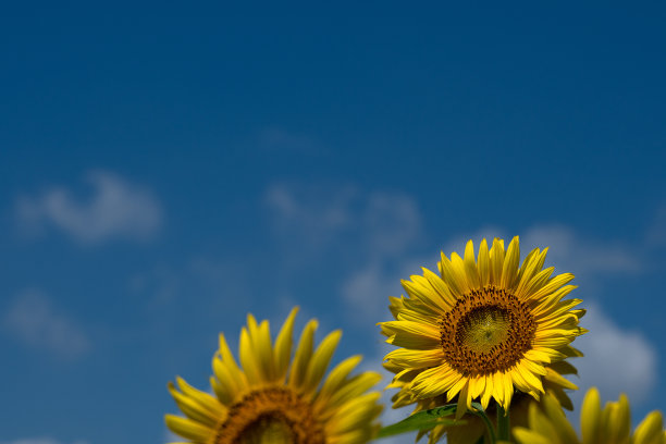 向日葵田图片下载