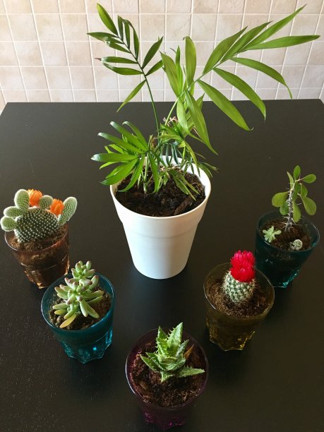 混合植物图片下载