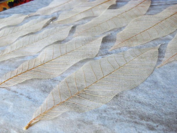 背景，树叶在石头上图片下载