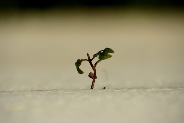 在希腊凯法洛尼亚，一棵植物通过石头瓷砖生长的特写图片下载