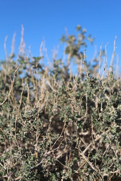 杜鹃花-约书亚树np - 021720 d图片下载