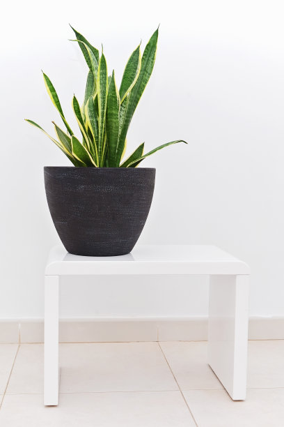白色桌子上立着深色陶盆里的虎尾兰图片下载
