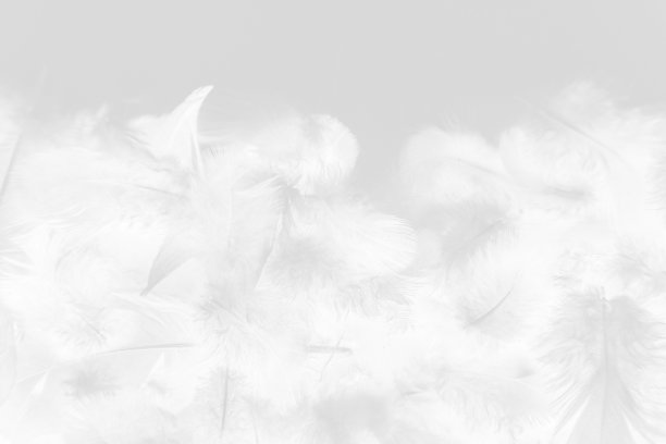 美丽抽象多彩的灰色和白色羽毛上的白色背景和柔软的粉红色羽毛纹理上的白色图案和浅粉红色的背景情人节图片下载